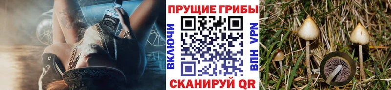 Купить где  Гусь-Хрустальный  Псилоцибиновые грибы Cubensis 